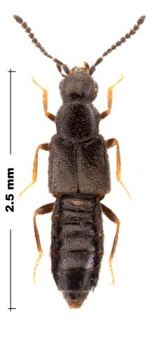 Réf. 299 221 : Megaloscapa punctipennis